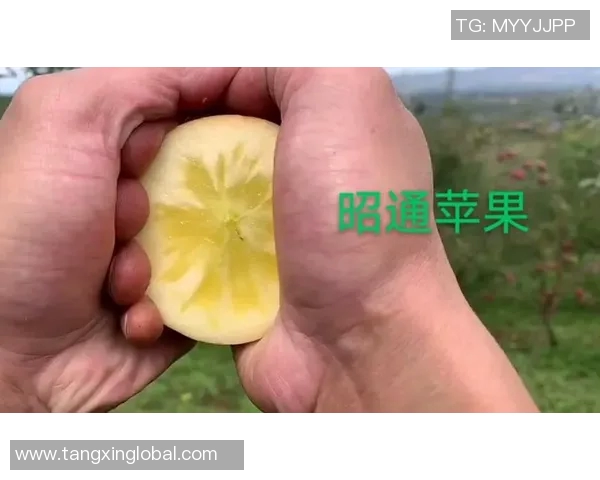 糖心app怎么下载不了了-关于糖心APP无法下载的问题解析-糖心app怎么下载不了了